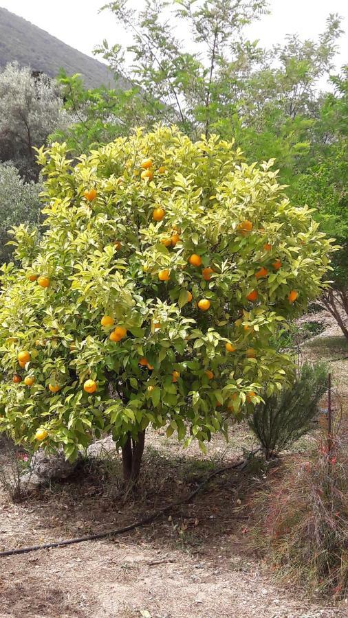 Kallimos Vasiliki  Ngoại thất bức ảnh