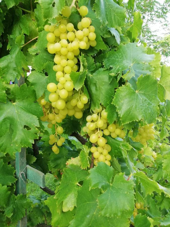 Kallimos Vasiliki  Ngoại thất bức ảnh